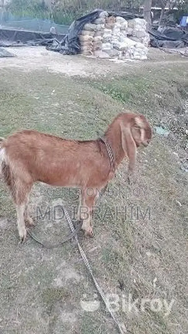 Castrated Goat 14 Months Old