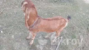 Castrated Goat 14 Months Old