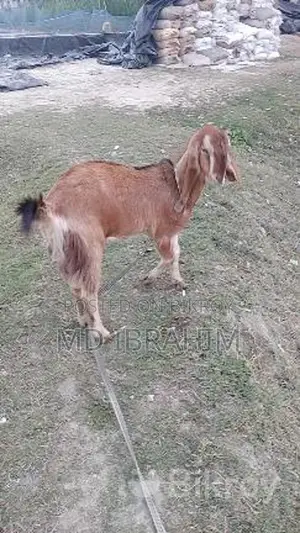 Castrated Goat 14 Months Old