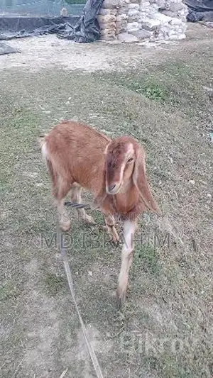 Castrated Goat 14 Months Old