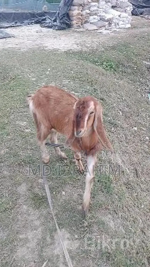 Castrated Goat 14 Months Old