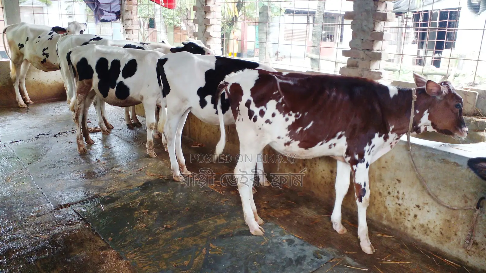 ১০৪২নং নিঃসন্ধেহে ৫টি বকনা কিনুন ভালো হবে ।