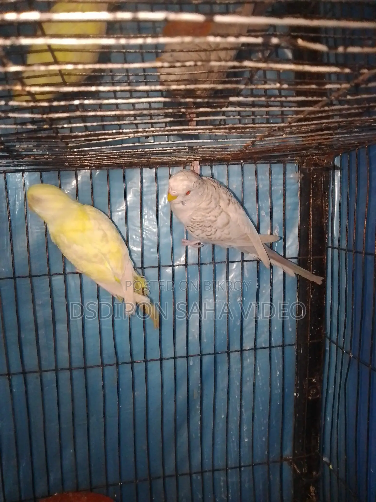 Fallow Budgerigar