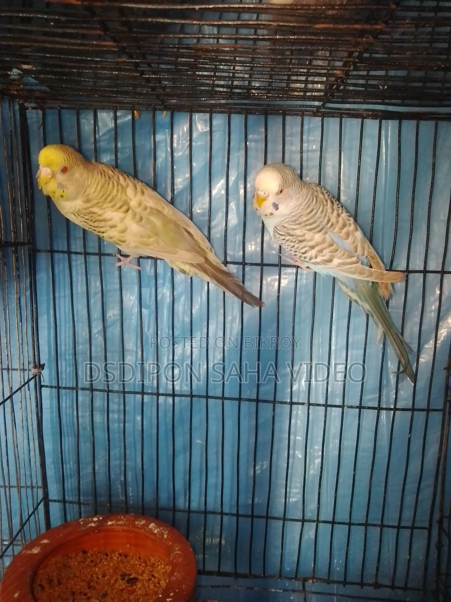 Fallow Budgerigar