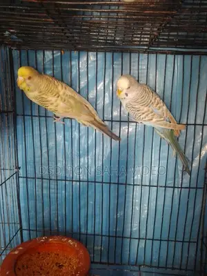 Fallow Budgerigar