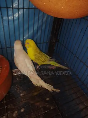 Fallow Budgerigar