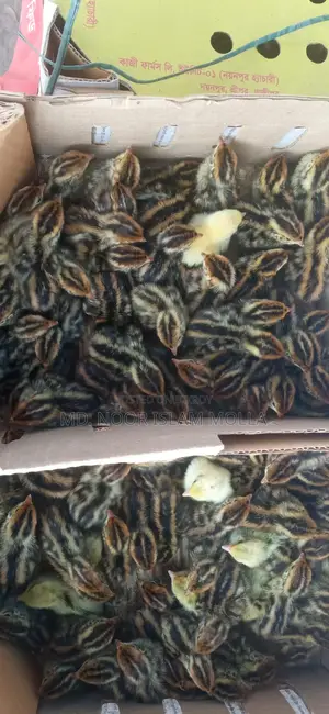 Quail Bird Sale