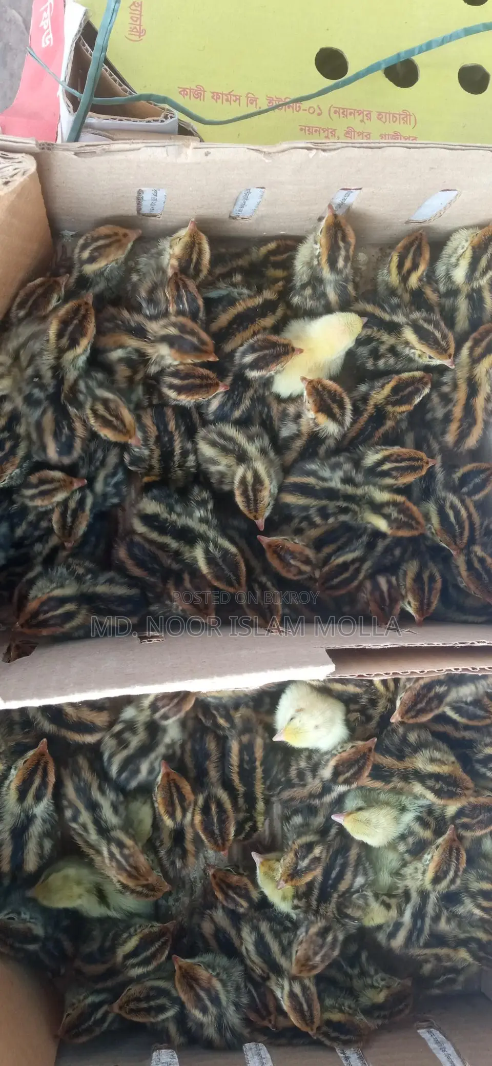 Quail Bird Sale