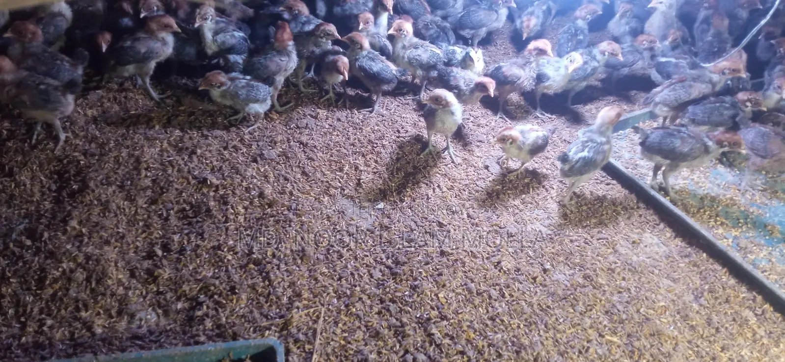 Quail Bird Sale