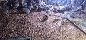 Quail Bird Sale