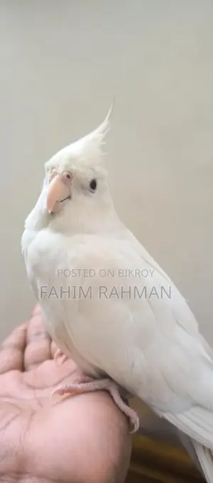 অ্যালবিনো ককাটেল