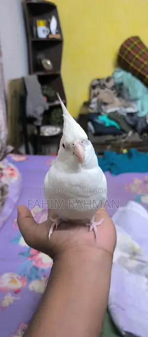 অ্যালবিনো ককাটেল