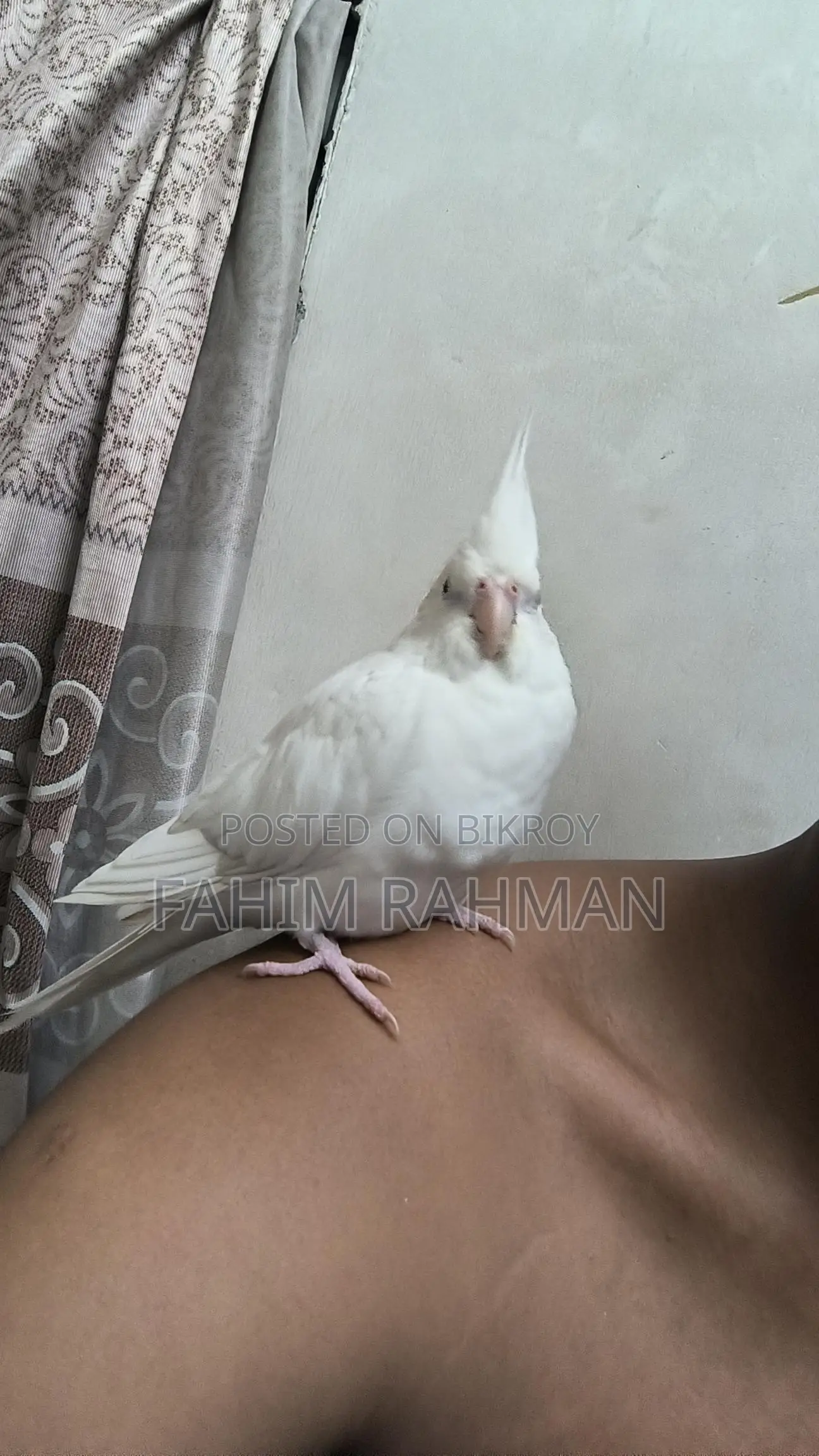 অ্যালবিনো ককাটেল