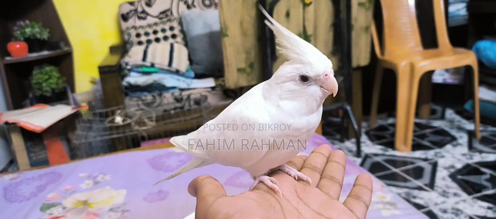 অ্যালবিনো ককাটেল