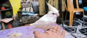 অ্যালবিনো ককাটেল