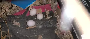 অ্যালবিনো ককাটেল