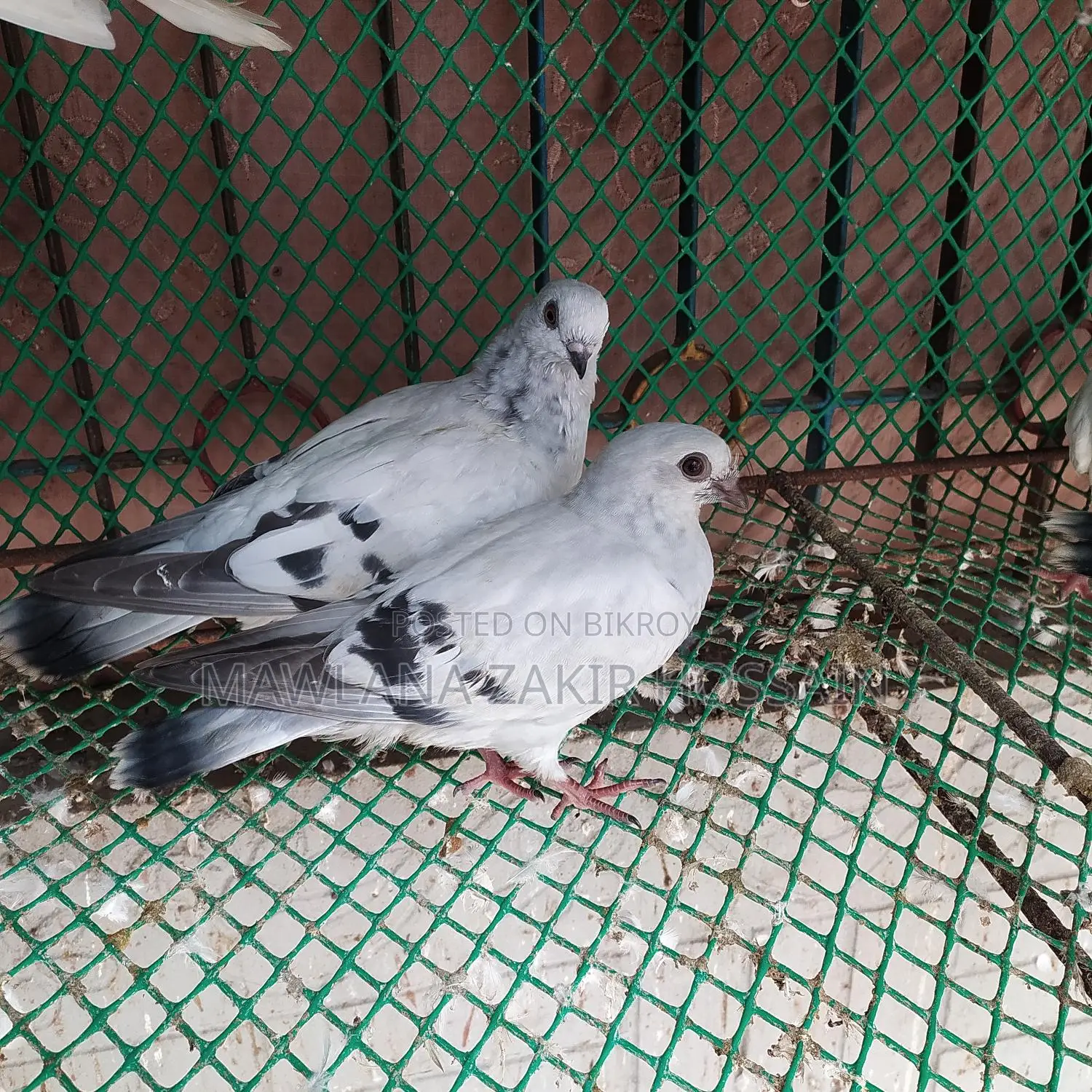 Icebar Damasin Pigeon Chicks