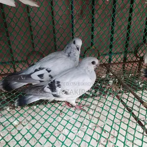 Icebar Damasin Pigeon Chicks