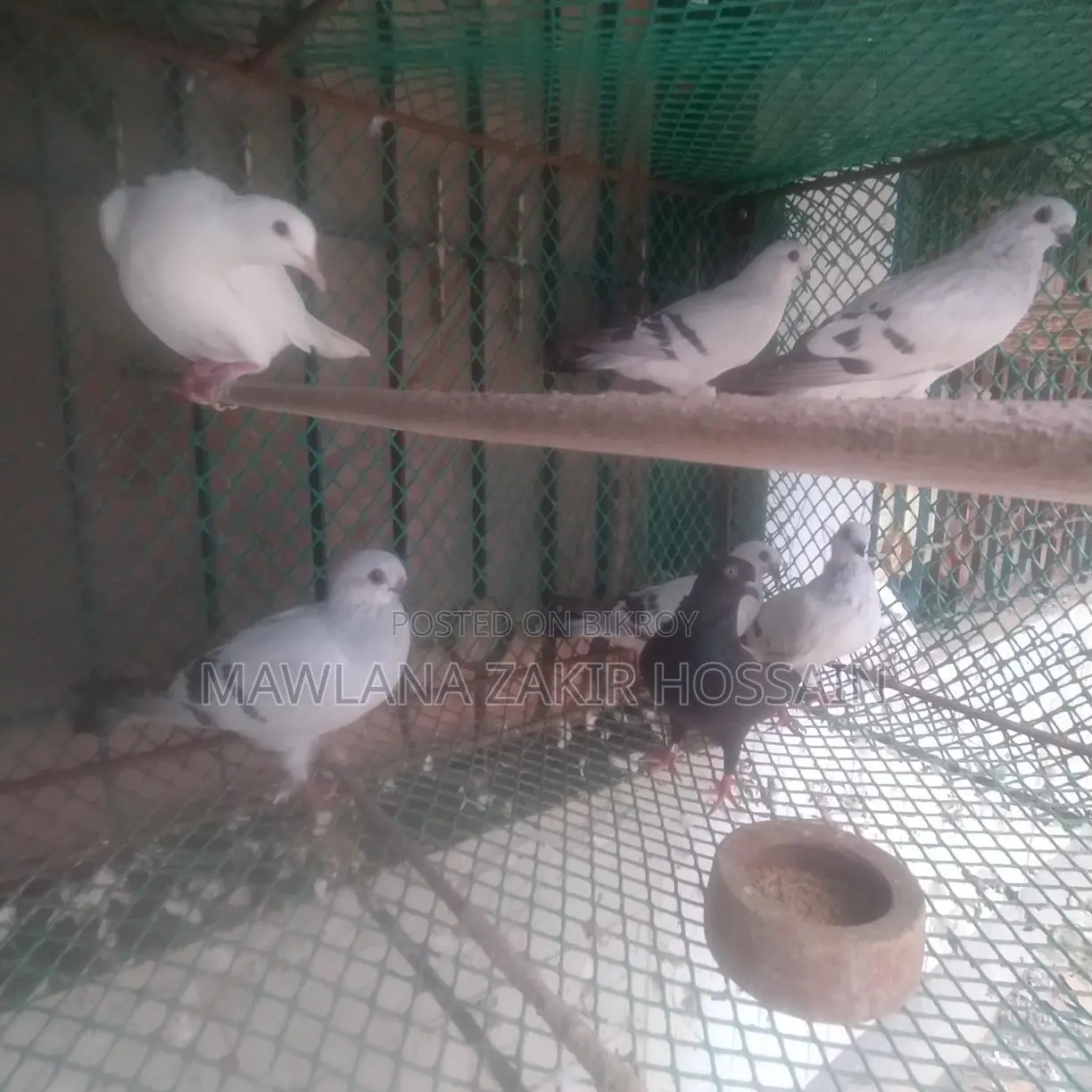 Icebar Damasin Pigeon Chicks