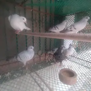 Icebar Damasin Pigeon Chicks
