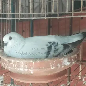 Icebar Damasin Pigeon Chicks