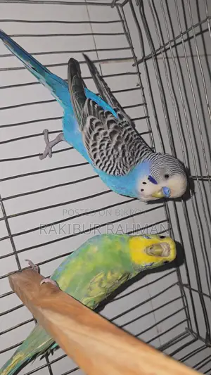 Budgerigar Birds
