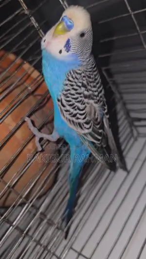 Budgerigar Birds