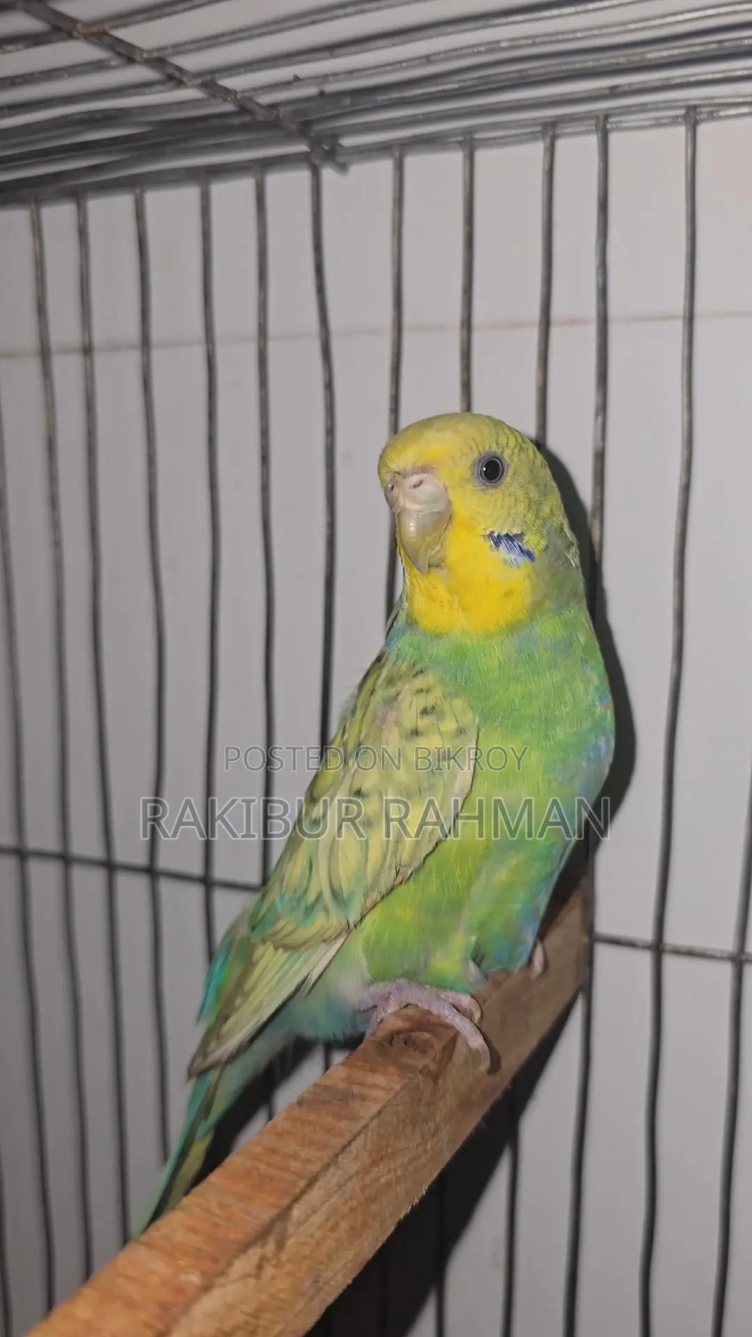Budgerigar Birds