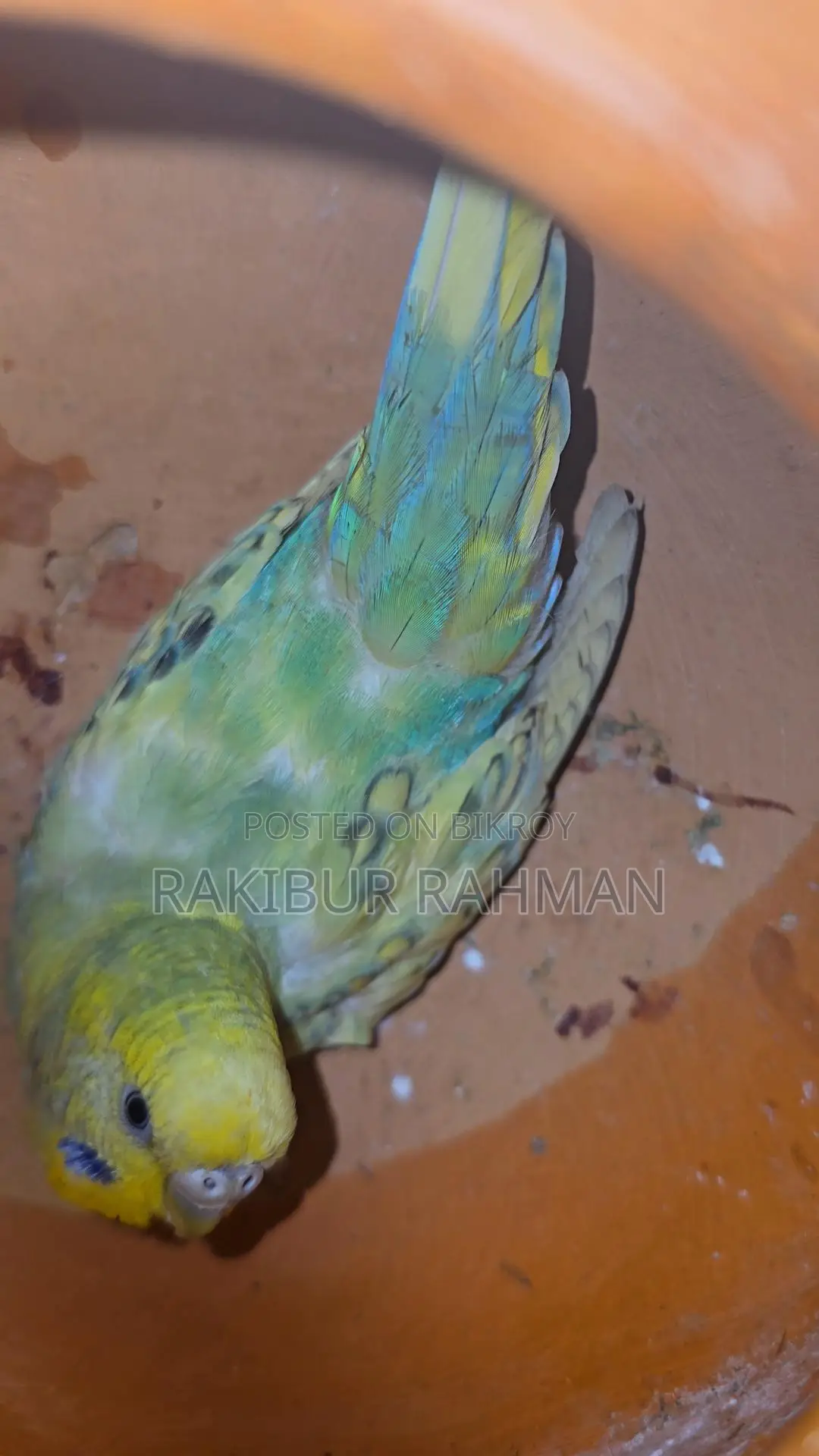 Budgerigar Birds