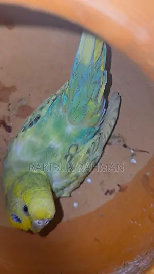 Budgerigar Birds