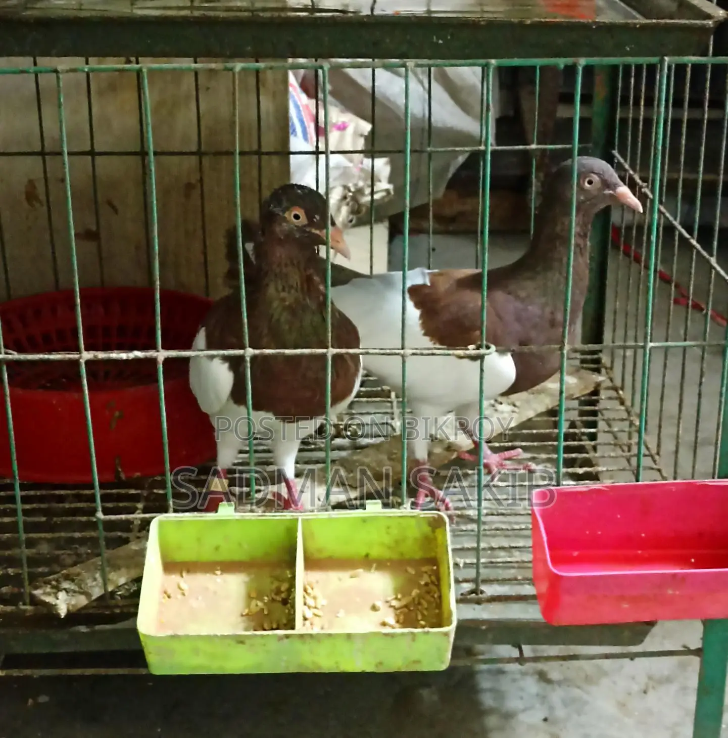 Red Magpie Danish Pigeon with Eggs for Sale