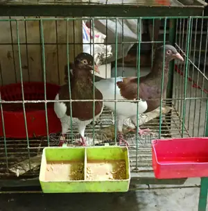 Red Magpie Danish Pigeon with Eggs for Sale