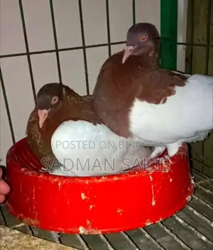 Red Magpie Danish Pigeon with Eggs for Sale