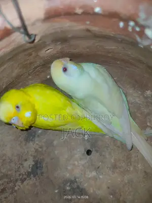 Red Eye Budgies Running Pair