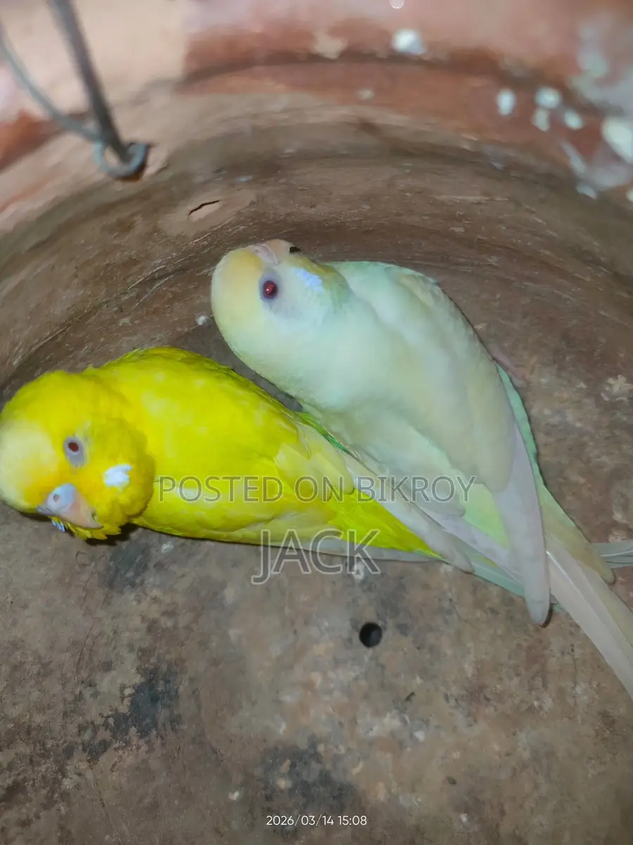 Red Eye Budgies Breeding Pair