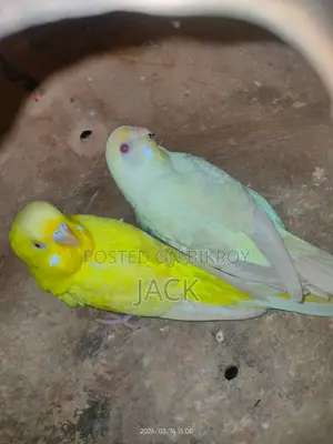 Red Eye Budgies Running Pair