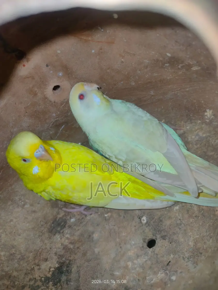 Red Eye Budgies Breeding Pair
