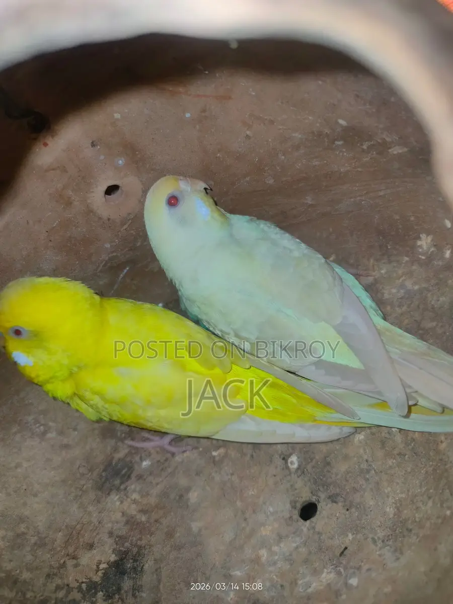 Red Eye Budgies Breeding Pair