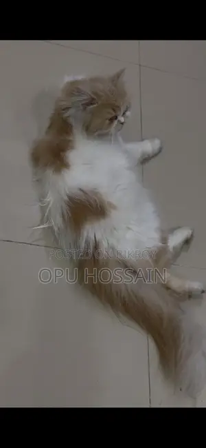 Male And Female Cat