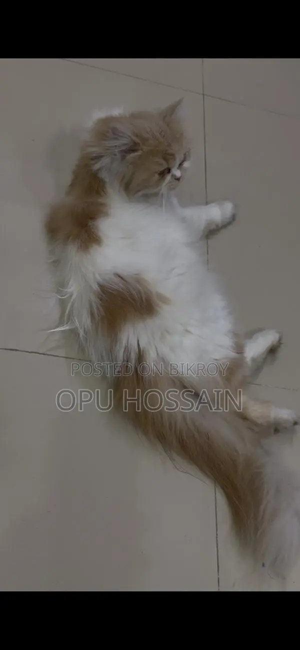 Male And Female Cat