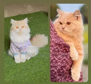Male And Female Cat