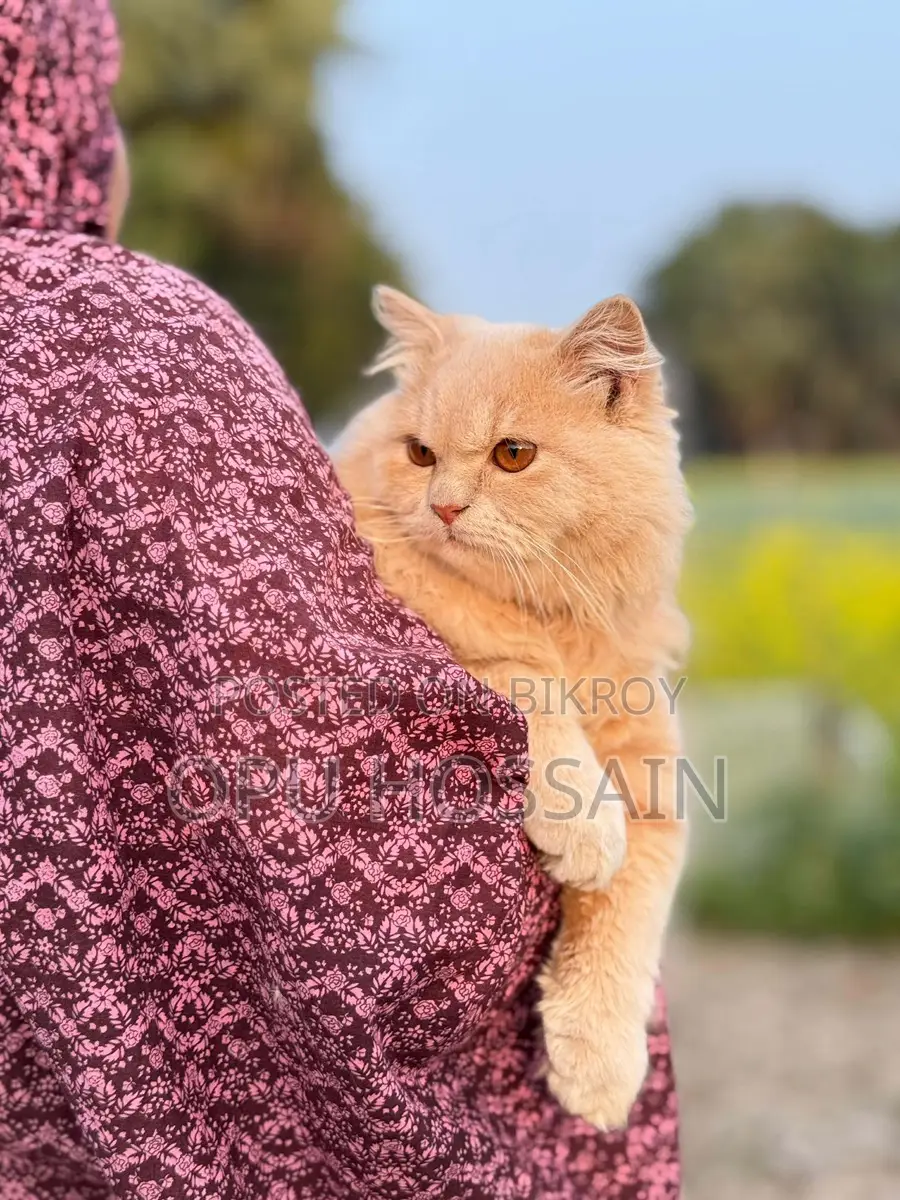 Male And Female Cat