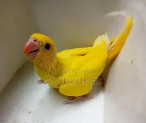 পিচ ফ্রন্টেড কনুর এবং রিংনেক টিয়া বেবি
