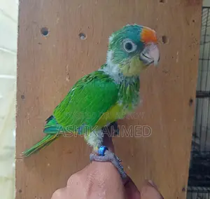 Peach Fronted Conure & Ringneck Tiya Baby