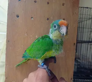 Peach Fronted Conure & Ringneck Tiya Baby