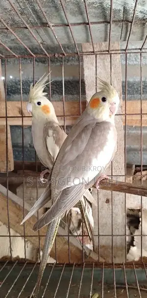 A pair of Fawn Cockatiels