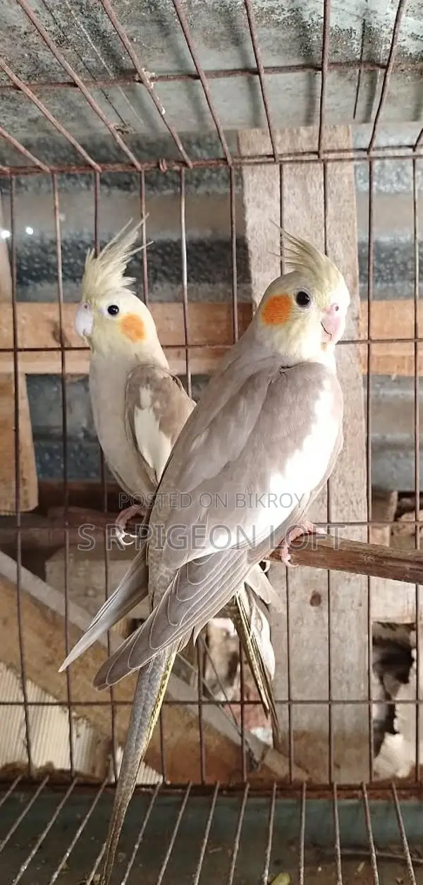 A pair of Fawn Cockatiels