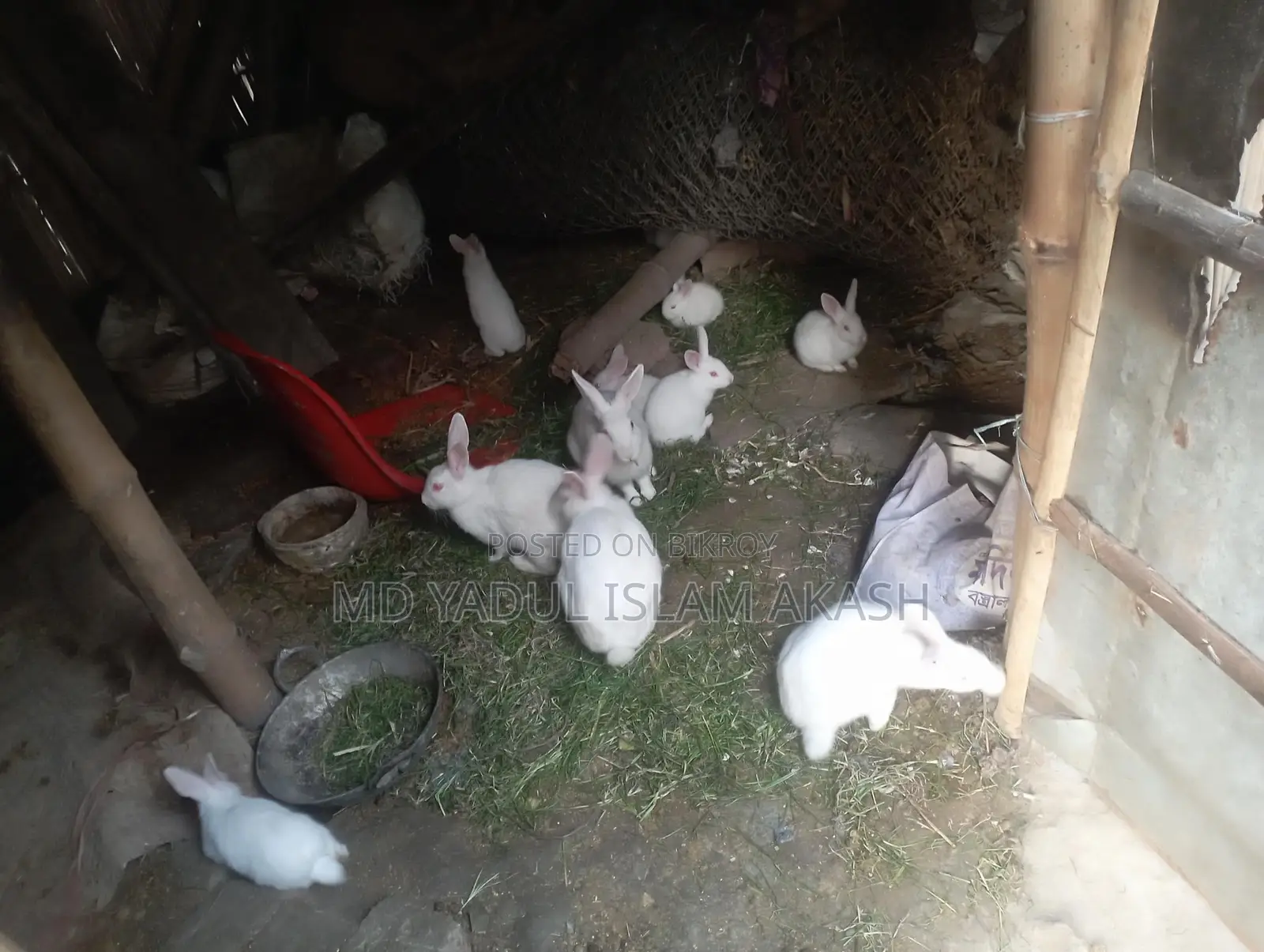 Rabbit 2 months 17 days old