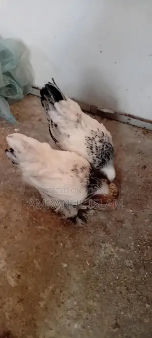 Two Brahma Chickens for Sale