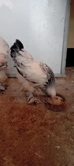 Two Brahma Chickens for Sale